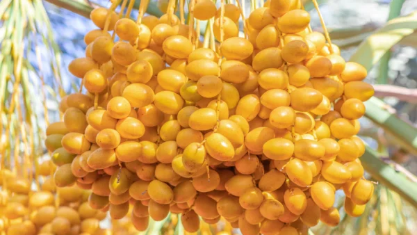 Dates “Barhi”