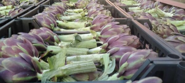 Artichoke - Image 2