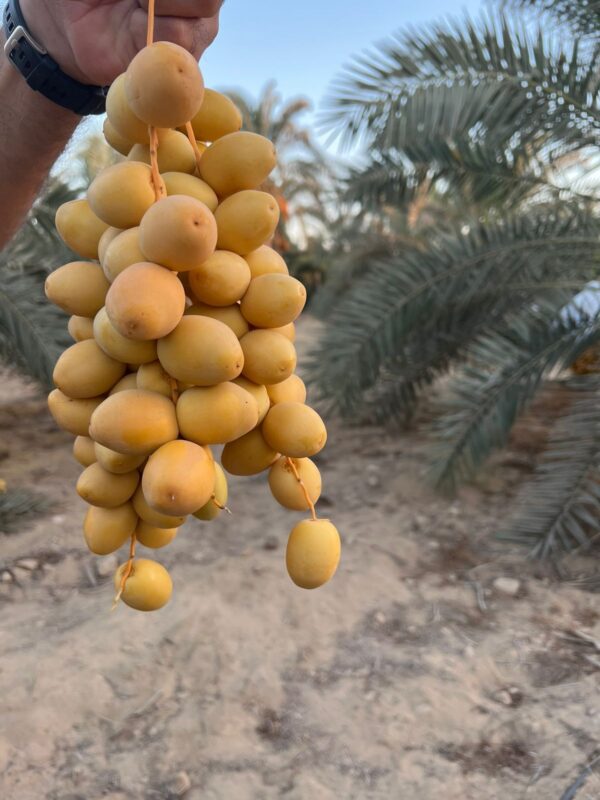 Dates “Barhi” - Image 2