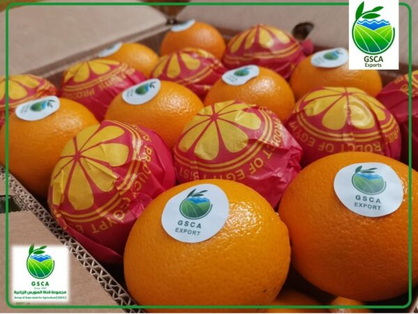 Orange  (Navel, Valencia)