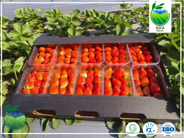 Strawaberry - Image 3