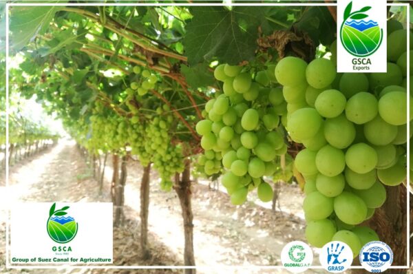 Grapes