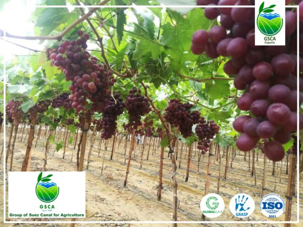 Grapes - Image 3