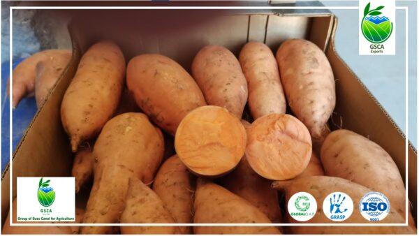 Sweet Potato