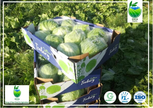 Lettuce  “Iceberg” - Image 4