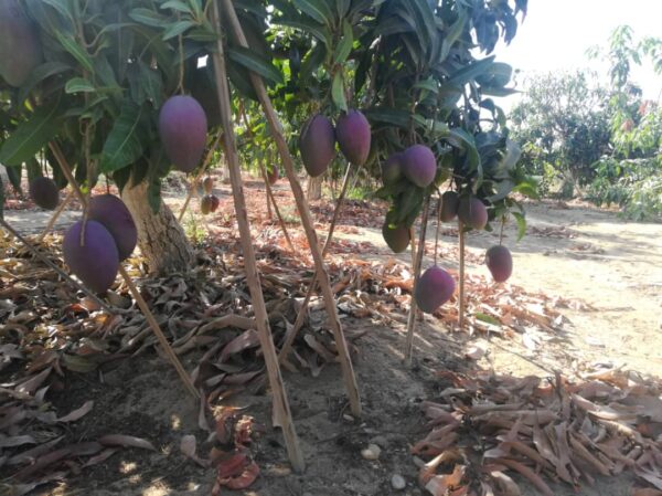 Mango - Image 5