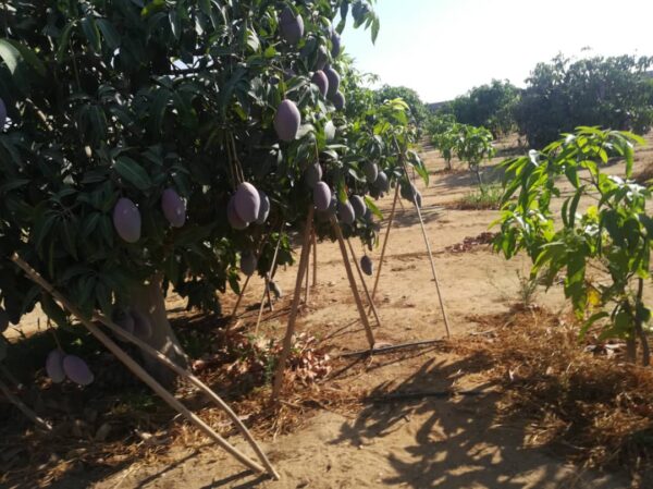 Mango - Image 4