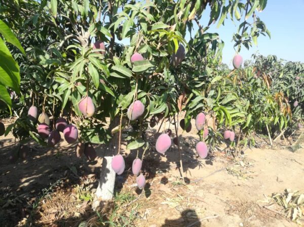 Mango - Image 3