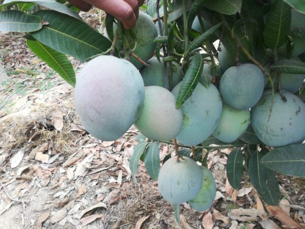 Mango